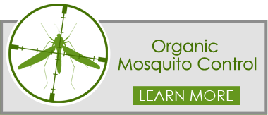 organic mosquito control