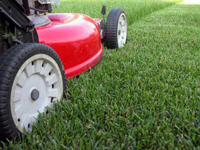 keep grass mowed