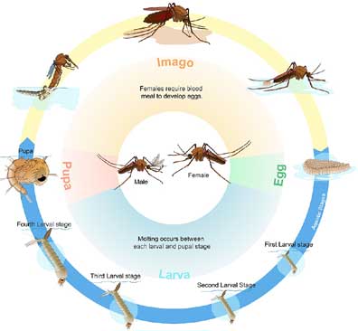 Durham Mosquito Control knows about a mosquito life cycle