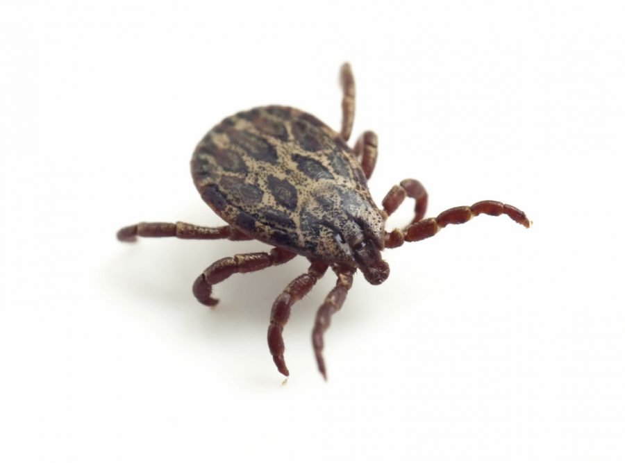 Record Tick Season Predicted for North Carolina Mosquito Tek LLC