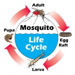 Mosquito life cycle