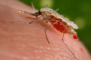 mosquito diseases