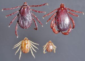 types of ticks