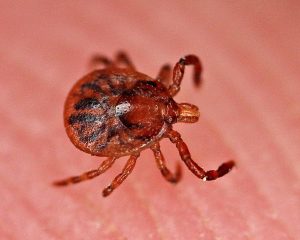 dangerous ticks