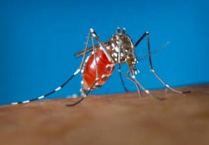 What Mosquito Repellent Is the Best? - Mosquito Tek LLC