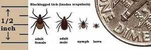 5 Questions About Seed Ticks