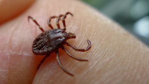 east Asian tick extermination