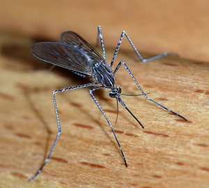 mosquito control