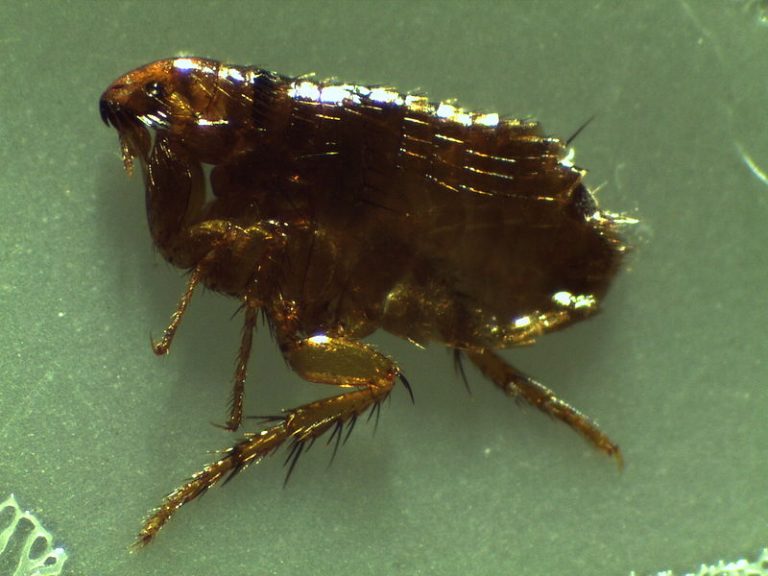 Can Fleas Make People Sick? Mosquito Tek LLC